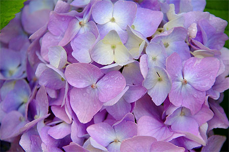 Hortensias