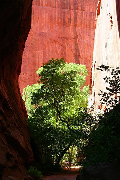 Petit canyon sur la "burr trail" au sud de capitol reef
