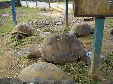 Tortue g�ante au Jardin Pamplemousse