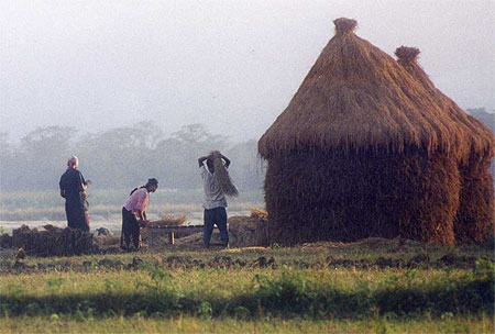 Egrenage du riz