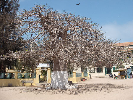 Baobab devant la mairie de Gorée