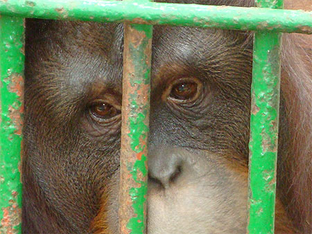 Initiative : Pas d'huile de palme au zoo de Maubeuge