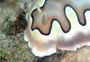 Nudibranche Chromodoris Coi