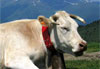 Belle vache des pyr�n�es