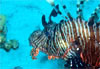 Poisson lion