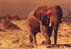 Cr�puscule � Amboseli