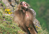 Babouin Gelada