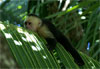Parc national de Manuel Antonio