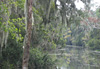 The deep Bayou au sud de la Nouvelle Orl�ans