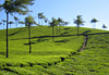 Champ de th� � Munnar