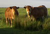 Vaches  