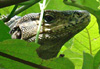 Iguane au Parc National de Manuel Antonio