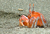 Crabe