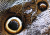 Caligo Idomenius (Papillon hibou)