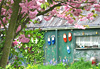Vieille grange au printemps