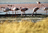 Flamands roses � la Laguna Colorada