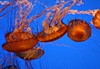 M�duses