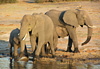 Parc national de Chobe