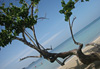 Plage de Jama�que