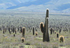 Que de Cactus !