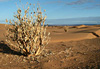 D�sert - R�gion de Zagora
