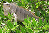 Iguane