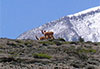 Vigognes sauvages au pied du Chimborazo