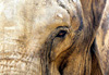 La savane pr�s de chez nous