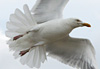 Mouette en vol sur la plage
