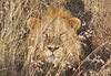 Lion dans la brousse