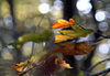 Couleurs d�automne