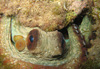 Poulpe dans sa cachette