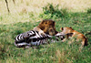 Repas des Lions