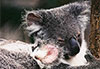 Koalas