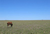 Cheval pampeano