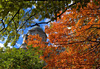 Feuillage d'automne à Québec