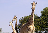 Girafes libres