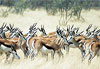 Springboks