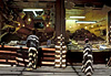 Marrakech, le souk aux �pices