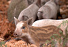 Mi-cochon, mi-sanglier