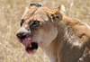 Lionne ayant fini son d�jeuner