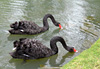 Cygnes noirs au Jardin botanique