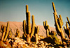 Cactus dans les Andes