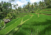 Le riz - terrasse -