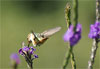 Colibris