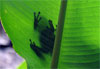 Ombre de grenouille 