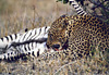 L�opard d�vorant son troph�e de chasse !