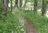 Sentier dans la foret