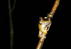 Grenouille de Born�o