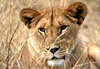 Lionne dans le Nord du Serengeti